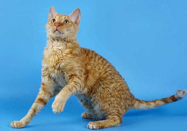 Уральський рекс: фото кішки, ціни, опис породи, характер, відео, розплідники – Муркотэ про кішок і котів