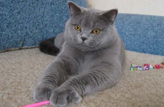 Скоттиш страйт (Шотландська кішка): фото, ціна, опис породи, характер, відео – Муркотэ про кішок і котів