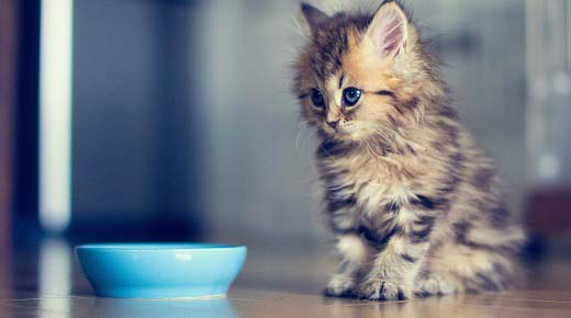 «ЗООшеф» на сторожі котячої фігури. Скільки потрібно їжі кішці. Недоїдання і переїдання у кішок – Муркотэ про кішок і котів