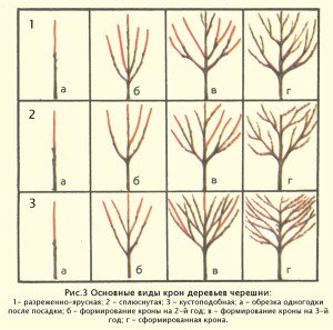 Як здійснюється обрізка черешні (схема)?