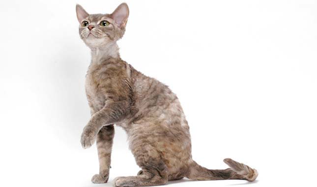 Гіпоалергенні породи кішок. 10 кращих порід для алергетиків – Муркотэ про кішок і котів