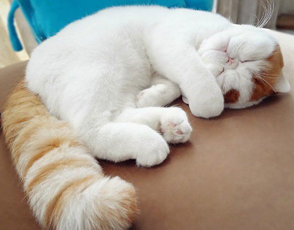 Кіт Снупі (24 фото) з Китаю: порода, ціни, відео – Муркотэ про кішок і котів