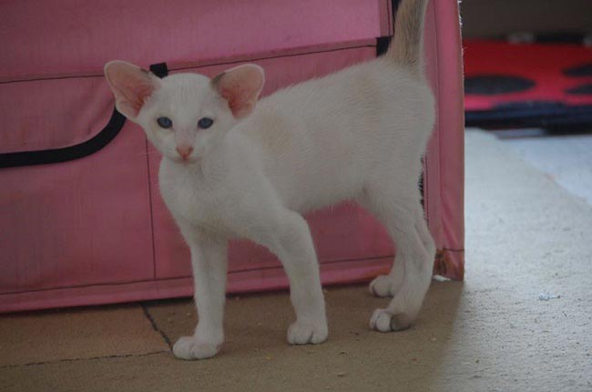 Сейшельська кішка: фото, ціна, опис породи, характер, відео, розплідники – Муркотэ про кішок і котів