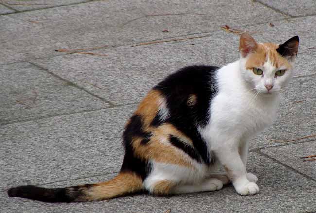 Егейська кішка: фото кішки, ціна, опис породи, характер, відео, розплідники – Муркотэ про кішок і котів