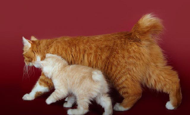 Курильський бобтейл: фото, ціна, опис породи, характер, відео, розплідники – Муркотэ про кішок і котів