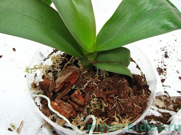 Грунт для орхідей своїми руками: склад, грунт, земля