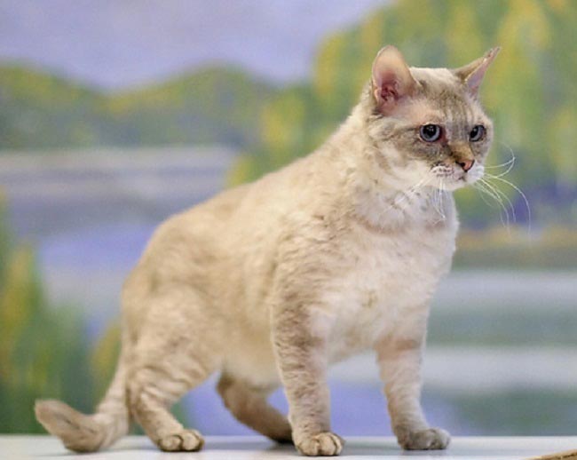Німецький рекс: фото кішки, ціна, опис породи, характер, відео, розплідники – Муркотэ про кішок і котів