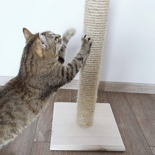 Когтеточка своїми руками: покрокова інструкція та відео майстер класи – Муркотэ про кішок і котів