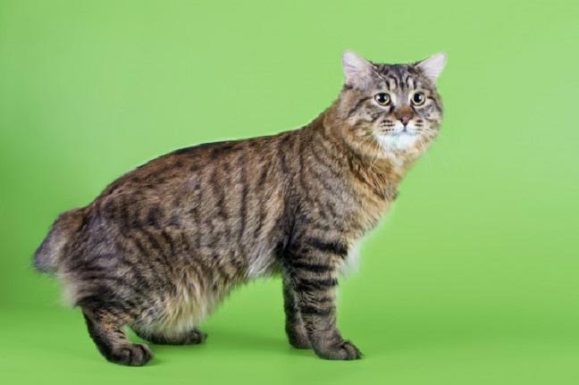 Курильський бобтейл: фото, ціна, опис породи, характер, відео, розплідники – Муркотэ про кішок і котів