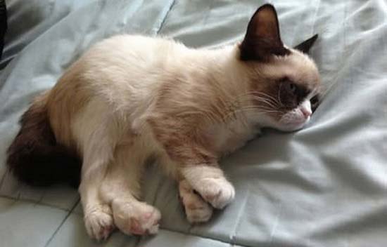 Grumpy Cat   самий сердитий кіт у світі: фото, відео. Найбільш похмура кішка інтернету – Муркотэ про кішок і котів