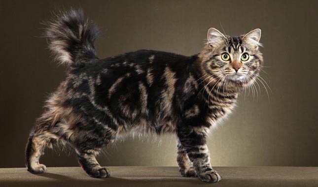 Американський бобтейл: фото, ціна, опис породи, характер, відео, розплідники – Муркотэ про кішок і котів