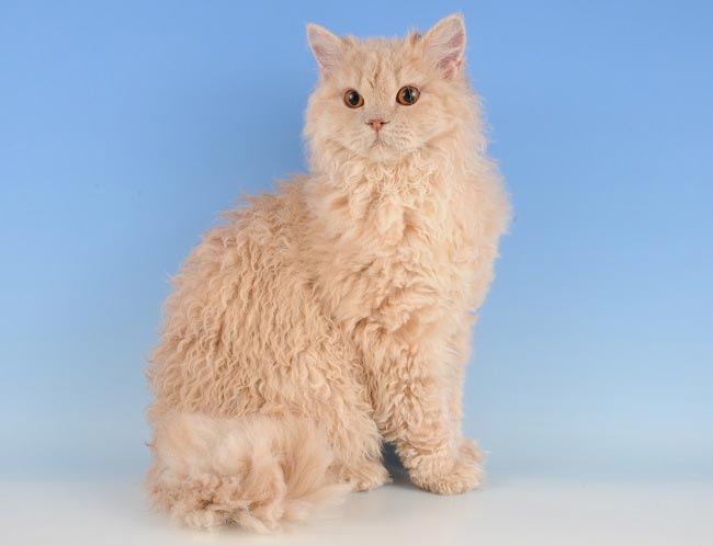Селкірк рекс: фото кішки, ціна, опис породи, характер, відео, розплідники – Муркотэ про кішок і котів