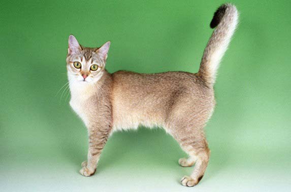 Бурмилла: фото, ціна, опис породи, характер, відео, розплідники – Муркотэ про кішок і котів
