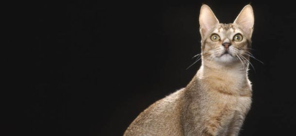 Цейлонська кішка: фото, відео, опис породи, характер, розплідники – Муркотэ про кішок і котів