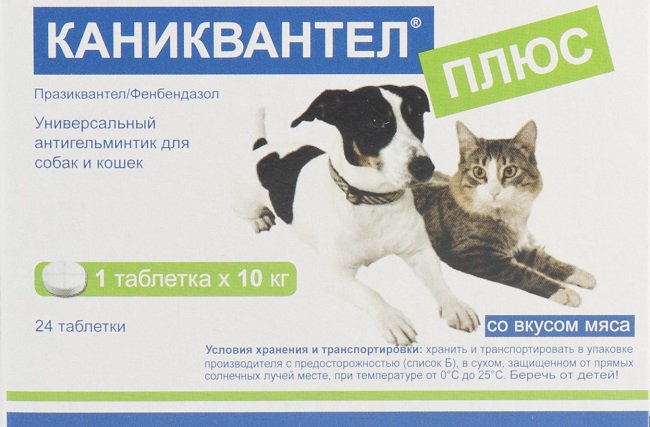 Каніквантел для кішок: відгуки, інструкція із застосування, протипоказання – Муркотэ про кішок і котів