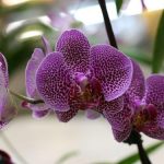 Чому не цвіте орхідея і як змусити цвісти