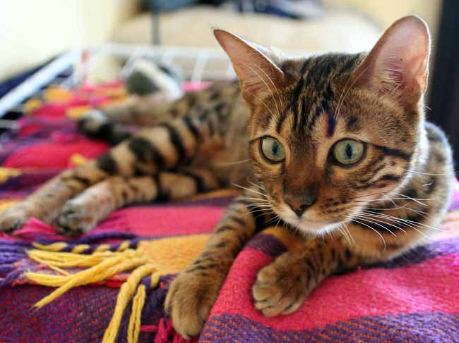 Аравійський мау: фото кішки, ціна, опис породи, характер, відео, розплідники – Муркотэ про кішок і котів