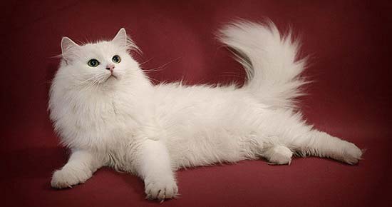 Сибірська кішка: 30+ фото, опис породи, характер, відео, ціна – Муркотэ про кішок і котів
