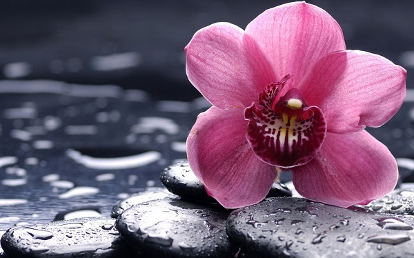 Бурштинова кислота для орхідей: для чого застосовувати