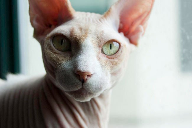 Донський сфінкс: фото кішки, ціна, опис породи, характер, відео, розплідники – Муркотэ про кішок і котів