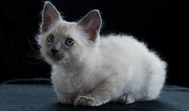 Лаперм: фото кішки, ціна, опис породи, характер, відео, розплідники – Муркотэ про кішок і котів