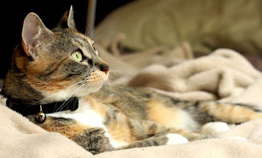 Чим годувати вагітну кішку, кішку після пологів – Муркотэ про кішок і котів