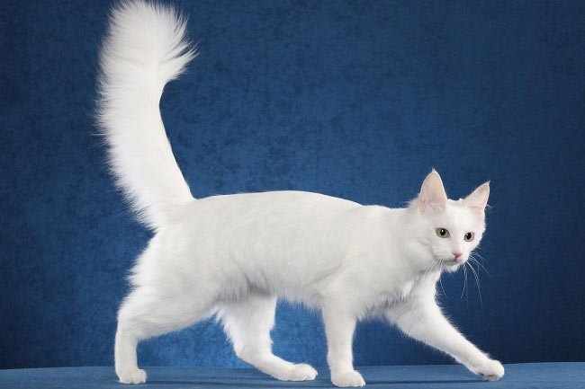 Довгошерсті кішки: список порід з фото, догляд за шерстю – Муркотэ про кішок і котів