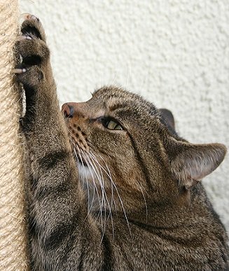 Як привчити кошеня до когтеточке : 7 простих порад – Муркотэ про кішок і котів