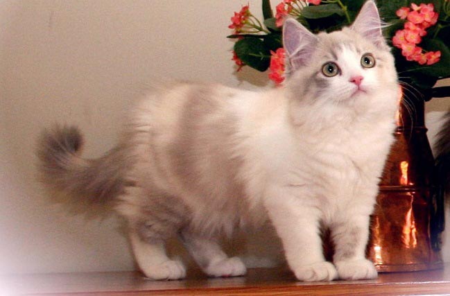 Рагамаффин: фото кішки, ціна, опис породи, характер, відео, розплідники – Муркотэ про кішок і котів