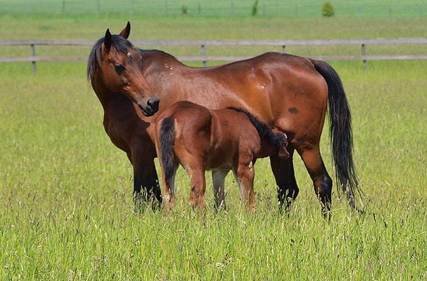 Особливості доїння коней: тонкощі процесу та поради від фахівця