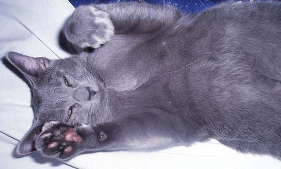 Російська блакитна кішка: фото, ціна, опис породи, характер, відео, розплідники – Муркотэ про кішок і котів