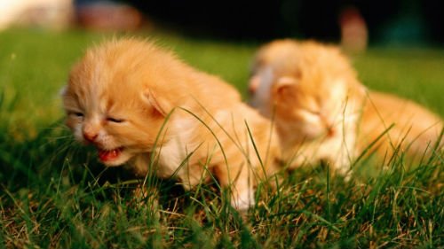 Сонник маленькі кошенята уві сні до чого сняться маленькі кошенята