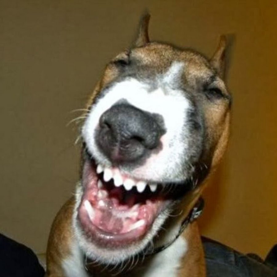 Прикольні та смішні собаки: картинки, фото