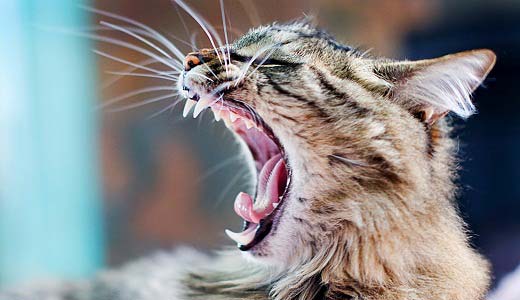 Зуби у кішок: догляд, ознаки корисніше і лікування | Чому випадають зуби у котів – Муркотэ про кішок і котів