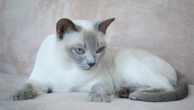 Тонкинська кішка (тонкинез): фото, ціна, опис породи, характер, відео, розплідники – Муркотэ про кішок і котів
