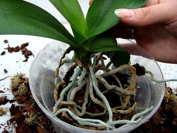 Як відсадити відросток орхідеї від стебла: поради