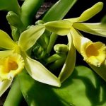 Як розсадити орхідею в домашніх умовах: інструкція