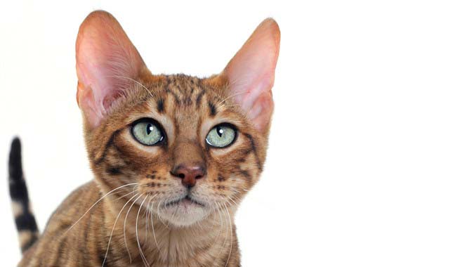 Тойгер: фото, ціна, опис породи, характер, відео, розплідники – Муркотэ про кішок і котів