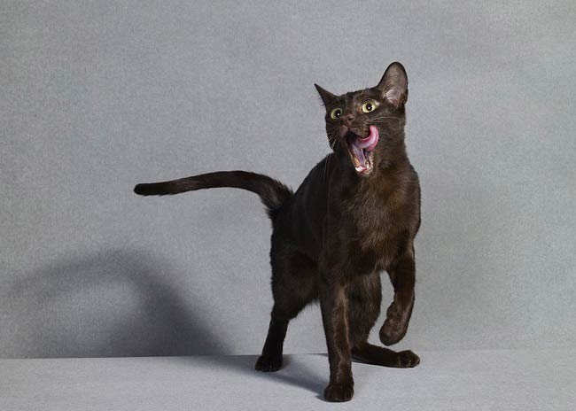 Гавана браун: фото кішки, ціна, опис породи, характер, відео, розплідники – Муркотэ про кішок і котів