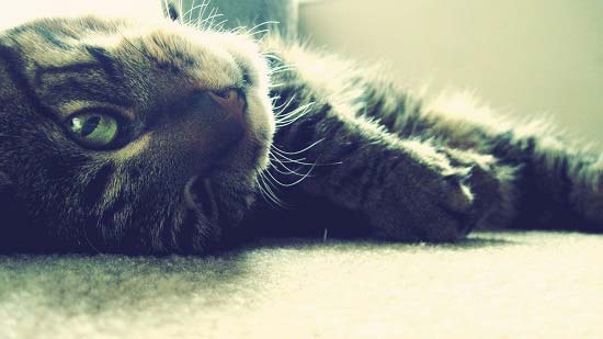 Корм для кішок Леонардо (Leonardo)   відгуки і поради ветеринарів – Муркотэ про кішок і котів
