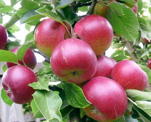 Хвороби та шкідники яблуні і боротьба з ними