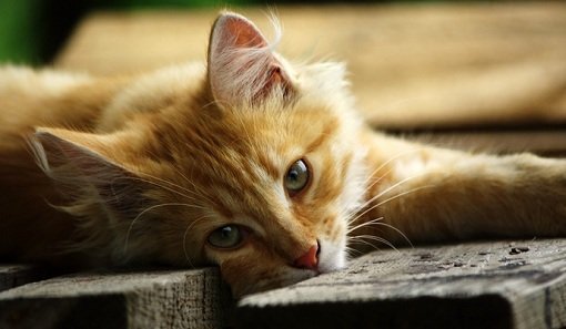 Як назвати рудого кошеня | Клички (імена) для рудих котів і кішок – Муркотэ про кішок і котів