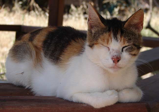 Егейська кішка: фото кішки, ціна, опис породи, характер, відео, розплідники – Муркотэ про кішок і котів