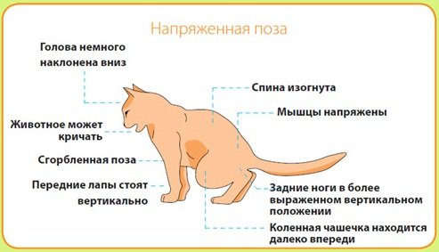 Сечокамяна хвороба у котів (кішок): симптоми, лікування, профілактика – Муркотэ про кішок і котів