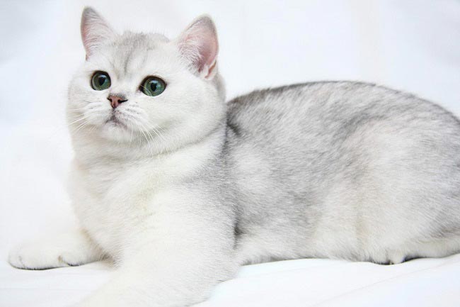 Британська кішка: фото, ціна, опис породи, характер, відео, розплідники – Муркотэ про кішок і котів