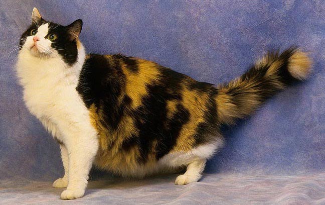 Рагамаффин: фото кішки, ціна, опис породи, характер, відео, розплідники – Муркотэ про кішок і котів