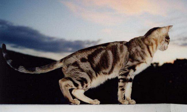 Сококе: фото кішки, ціна, опис породи, характер, відео, розплідники – Муркотэ про кішок і котів