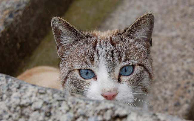 Охос азулес: фото кішки, ціна, опис породи, характер, відео, розплідники – Муркотэ про кішок і котів