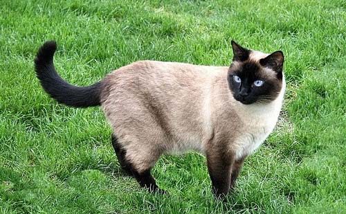 Тайська кішка: фото, опис породи, характер, відео, ціна, розплідники – Муркотэ про кішок і котів