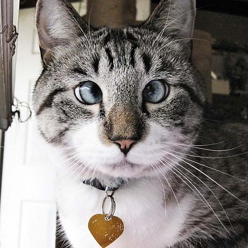 Фото косоглазой кішки, яка підірвала інтернет – Муркотэ про кішок і котів